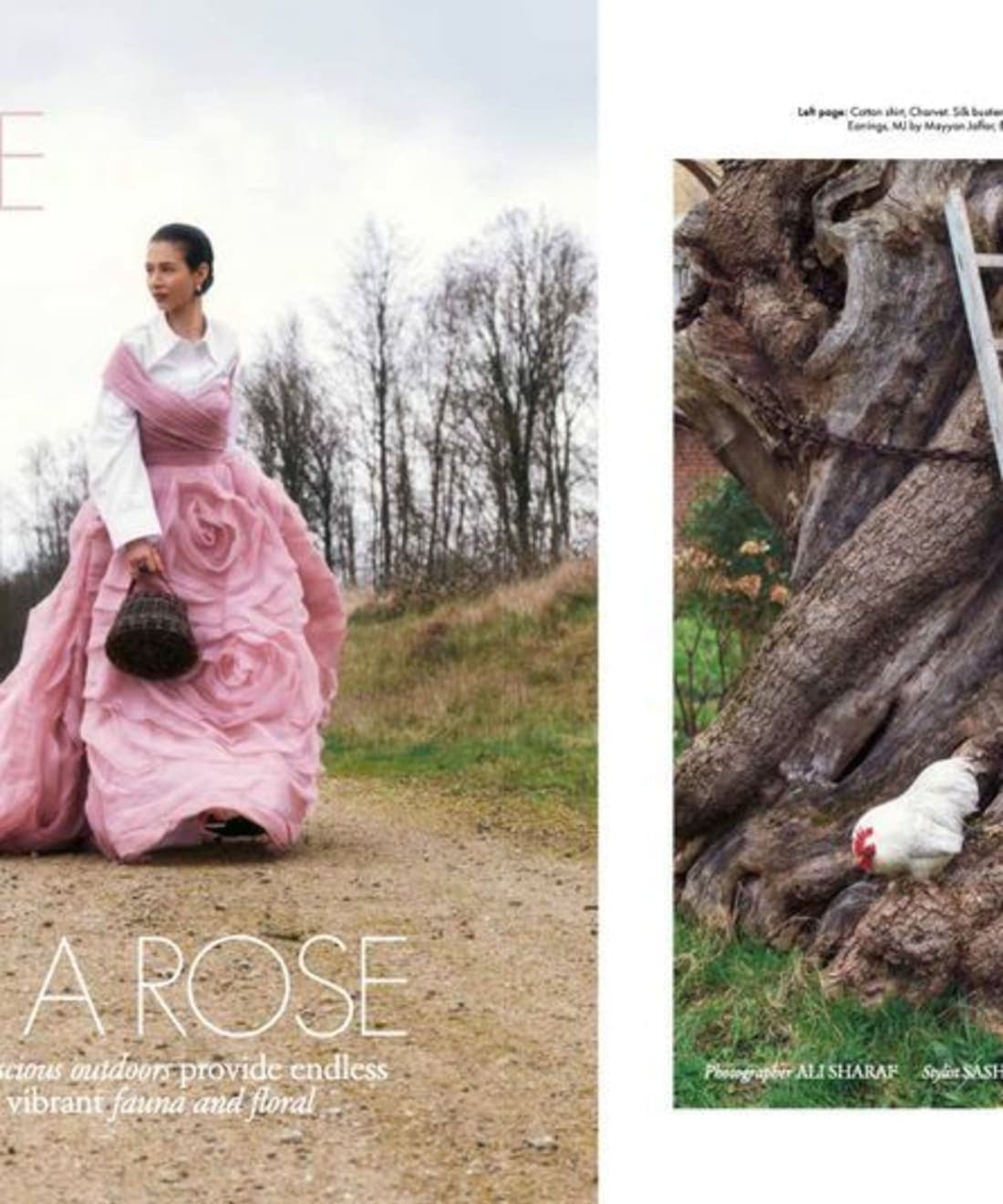 a-rose-is-a-rose-1.jpg