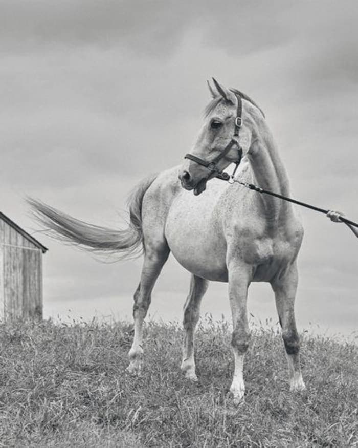 horses-in-my-dreams-2.jpg